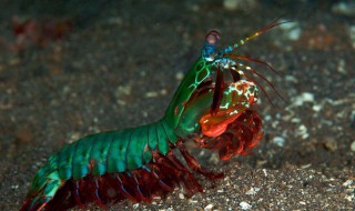 螳螂虾怎么养 螳螂虾怎么养殖的视频