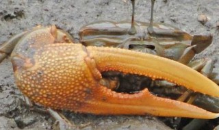 螃蟹的钳子叫什么 螃蟹的钳子叫什么名字