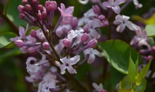 紫丁香花语和寓意 丁香花为什么叫鬼花