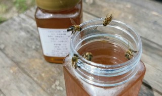 野生蜂蜜怎么辨别真假（吃蜂蜜有什么好处和功效）