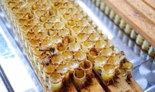 蜂王浆怎么产生出来的 蜂王浆怎么产生出来的百度百科