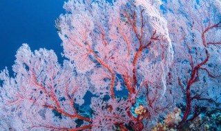 珊瑚是一种动物还是植物 珊瑚是一种动物还是植物?