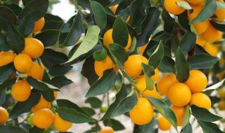 金橘寓意是什么意思 金橘的含义是什么