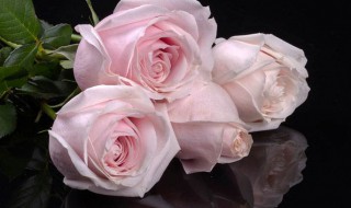 粉雪山玫瑰花语和寓意 粉雪山玫瑰花语含义