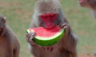 猴子喜欢吃什么食物 猴子喜欢吃什么食物,生活在哪里
