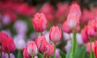 郁金香什么季节开花（郁金香什么季节开花结果）