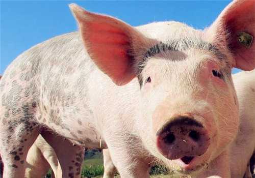 非洲猪瘟几年后能养猪？国家是这样规定的！