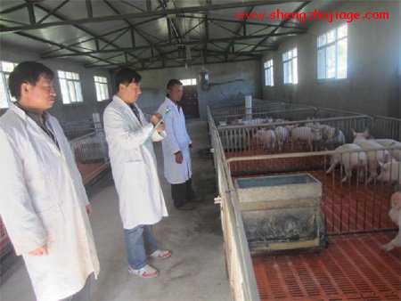 云南南涧生猪规模养殖场开展了猪群防暑降温现场技术指导