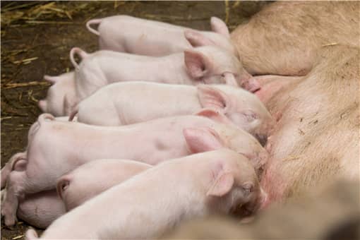 2021年养猪最新政策