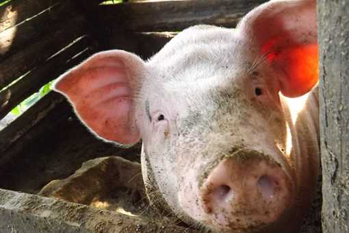 2020年天津市生猪养殖养殖政策：引进种猪每头给予1000元补贴！