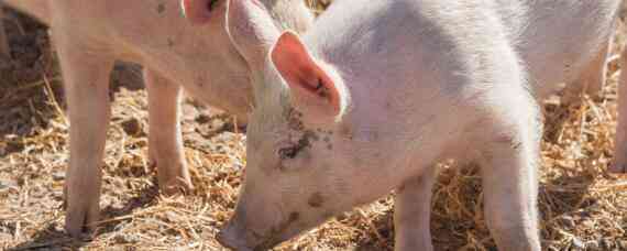 非洲猪瘟在水泥地存活多久