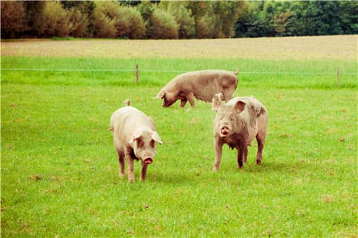 2022年春节猪肉价格
