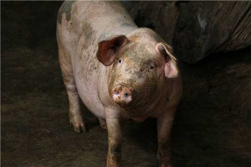 非洲猪瘟对我国养猪业有哪些影响？有什么应对措施？