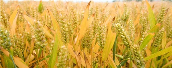 西科麦2号小麦品种介绍 冠麦二号小麦品种特征特性