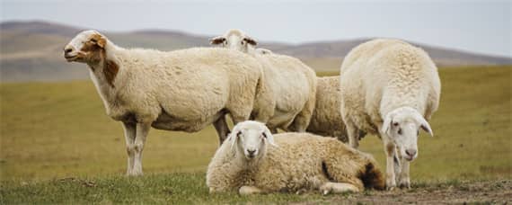羊圈灯开一夜对羊有好处吗（晚上羊圈开灯对羊好吗?）