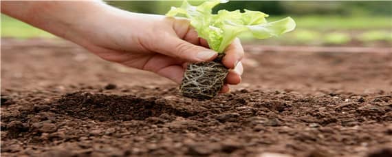土壤改良的方法有哪些 大棚土壤改良的方法有哪些