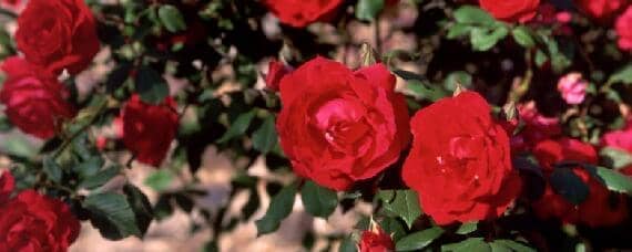 平阴玫瑰适合什么土壤 平阴玫瑰生长环境