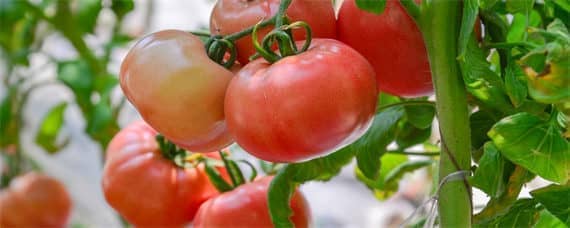 西红柿大棚种植与管理 西红柿大棚种植与管理无土栽培
