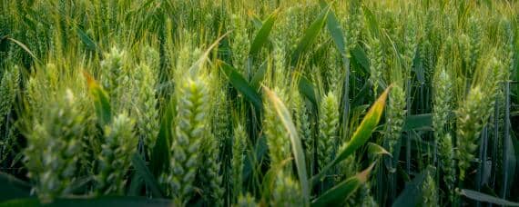 小麦适合什么土壤中生长 小麦适合种在哪种土壤中