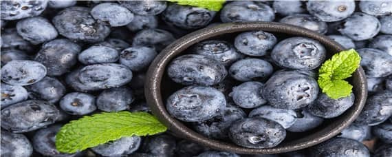 莱克西蓝莓产量如何（莱克西蓝莓种植）