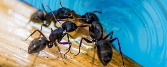 蚂蚁的生活特性（蚂蚁的生活特征）