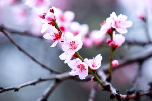 桃花的花期通常在几月 桃花的花期通常在几月份