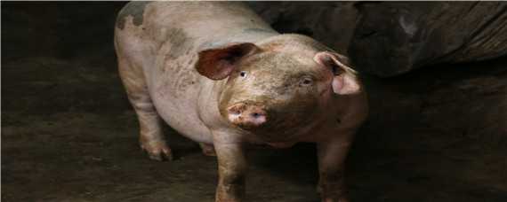 非洲猪瘟最简单的辨认方法 非洲猪瘟最简单的辨认方法母猪呕吐