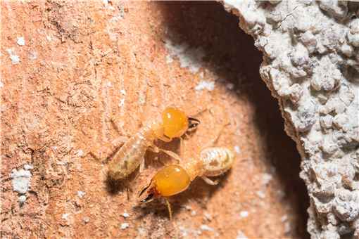 白蚁喜欢甜味易分解的食材对吗 白蚁喜欢甜味易分解的食材对吗蚂蚁