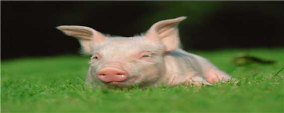 小猪14天做圆环苗打几毫升 14天小猪打多少圆环苗