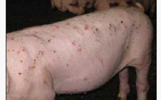 猪皮炎肾病综合征诊断 猪皮炎肾病综合症的症状和治疗方法