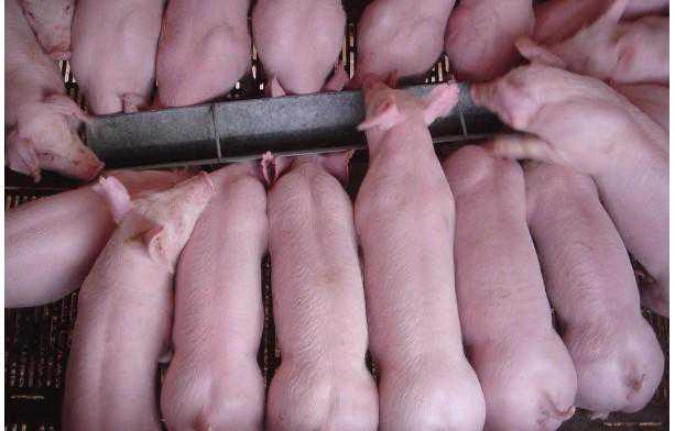 通过猪群观察可早控制猪疾病 猪的病情与防控