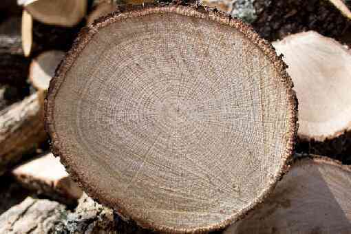 橡树是制作家具的上好木材吗 橡树是制作家具的上好木材吗蚂蚁森林