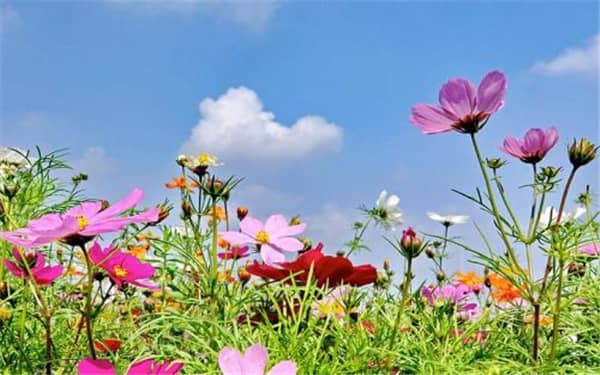 格桑花是多年生草本植物吗，如何养殖