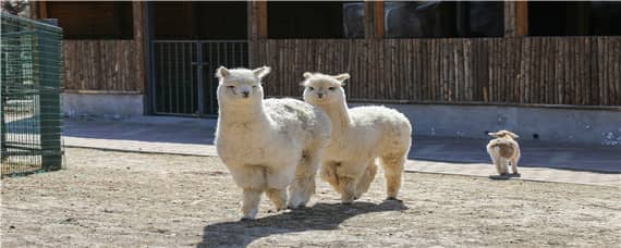 羊驼的生活特性和爱好 羊驼的生活环境及特点
