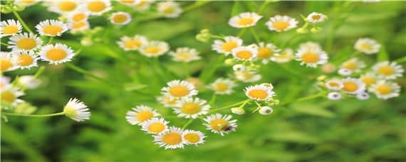 菊花小苗什么时候打顶（菊花苗长多高打顶）