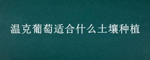 温克葡萄适合什么土壤种植（温克葡萄品种特点）