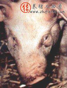 什么是猪萎缩性鼻炎 猪萎缩性鼻炎是什么引起的