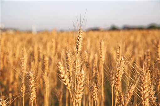 2021年新麦收购价格具体是多少 2021小麦最低收购价