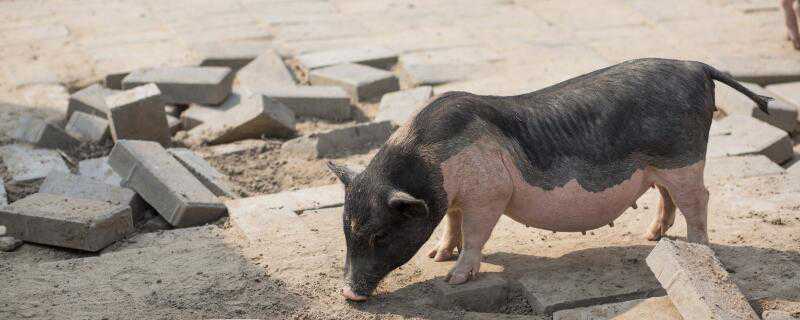 非洲猪瘟母猪几天死 非洲瘟猪一般几天死亡