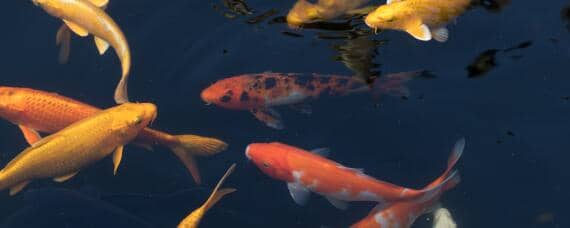 养殖鲤鱼的生活特性 养殖鲤鱼的食性特点