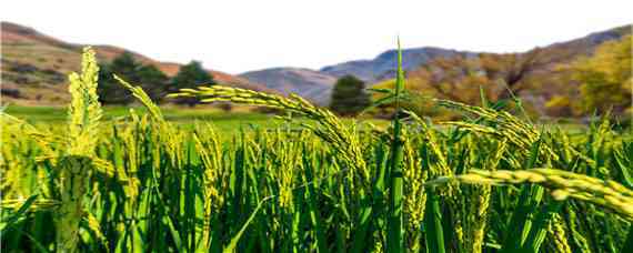 黑龙江省栽培的水稻品种为 黑龙江省栽培的水稻品种为籼稻吗