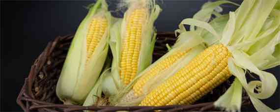 国审联美玉8号玉米种介绍 美玉8号玉米种子