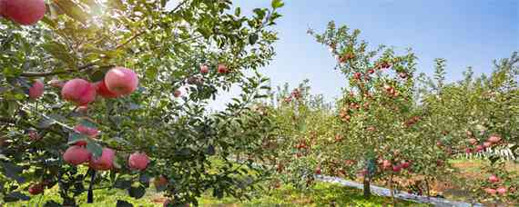 巨森苹果能在哪种植 巨森苹果树苗是什么地方种的