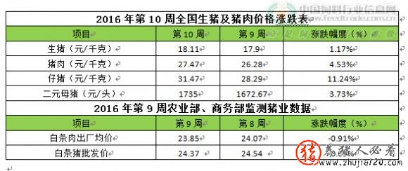 猪价持续反弹（猪价开始强势反弹）