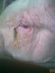 猪病诊断从猪眼睛辨别 如何识别猪病