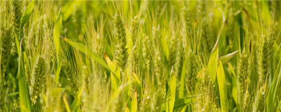 小麦扬花灌浆期 小麦扬花灌浆期时间