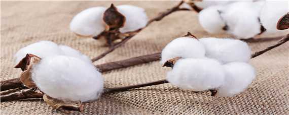 新疆长绒棉生长的有利条件 新疆长绒棉生长的有利条件和不利条件