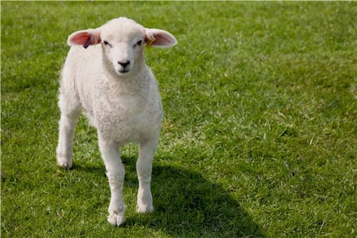 农村养羊如何降低成本（怎样降低养羊成本）