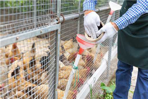 2021年养鸡1000只一年能收多少钱