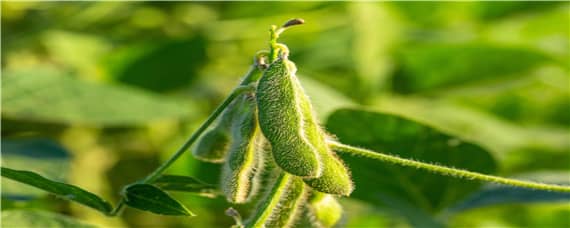 黄豆种植过程记录（黄豆种植过程记录画和日记）